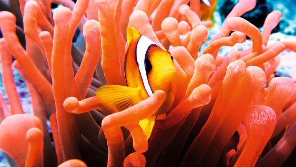 sharm el sheik red sea