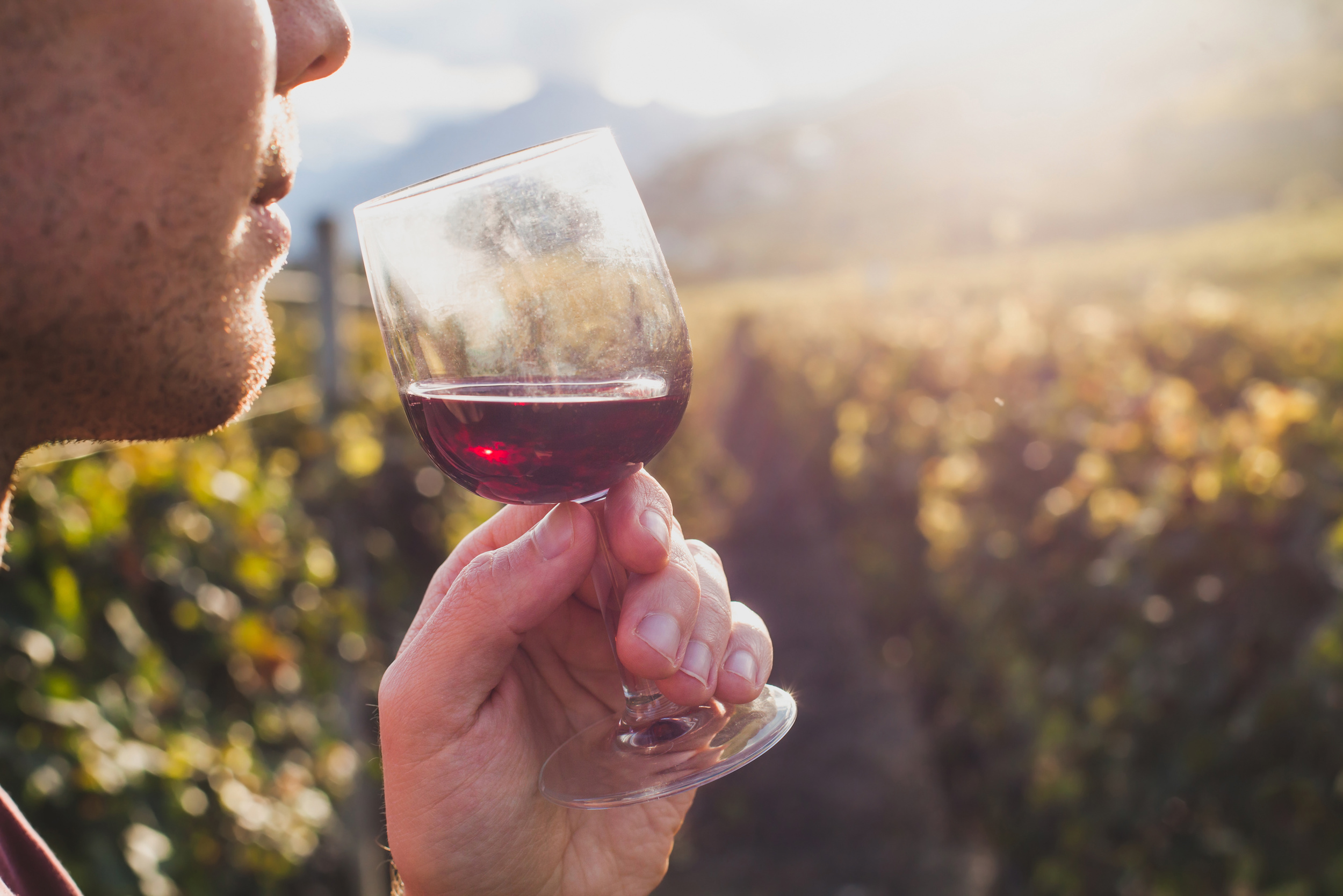 man tasting red wine in wineyard