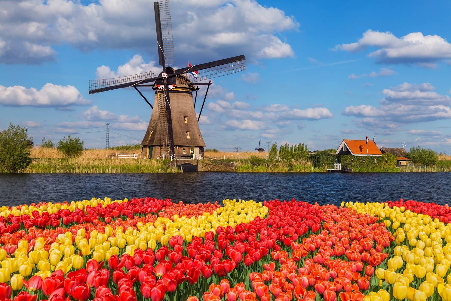 Amsterdam tulip fields bike ride