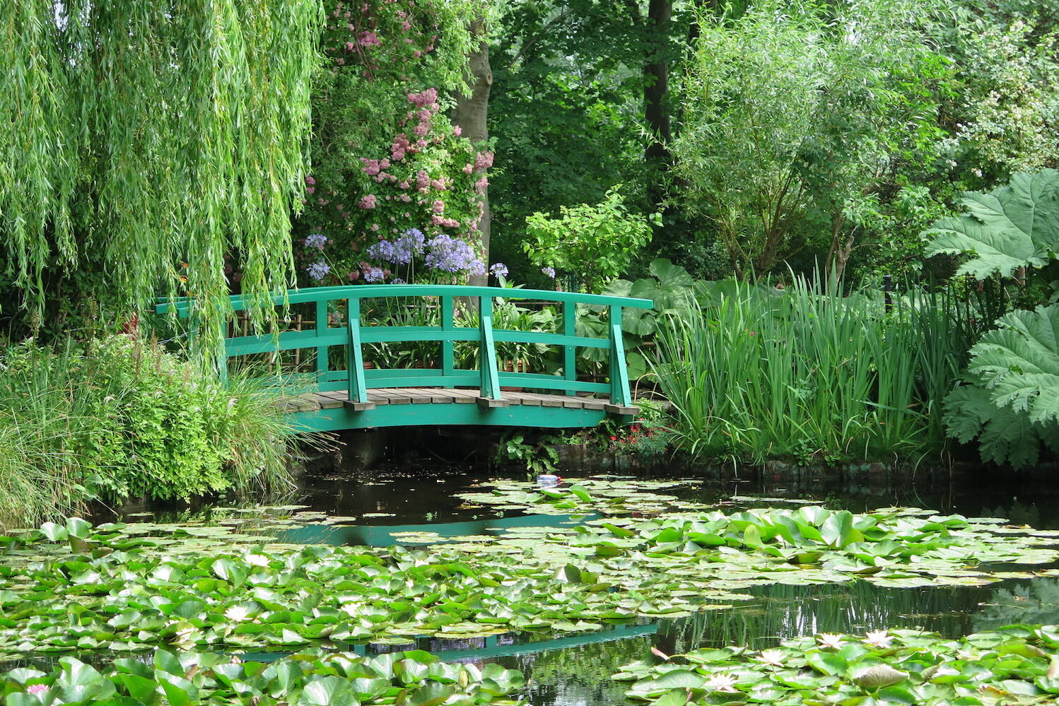 Monet Water Lilies