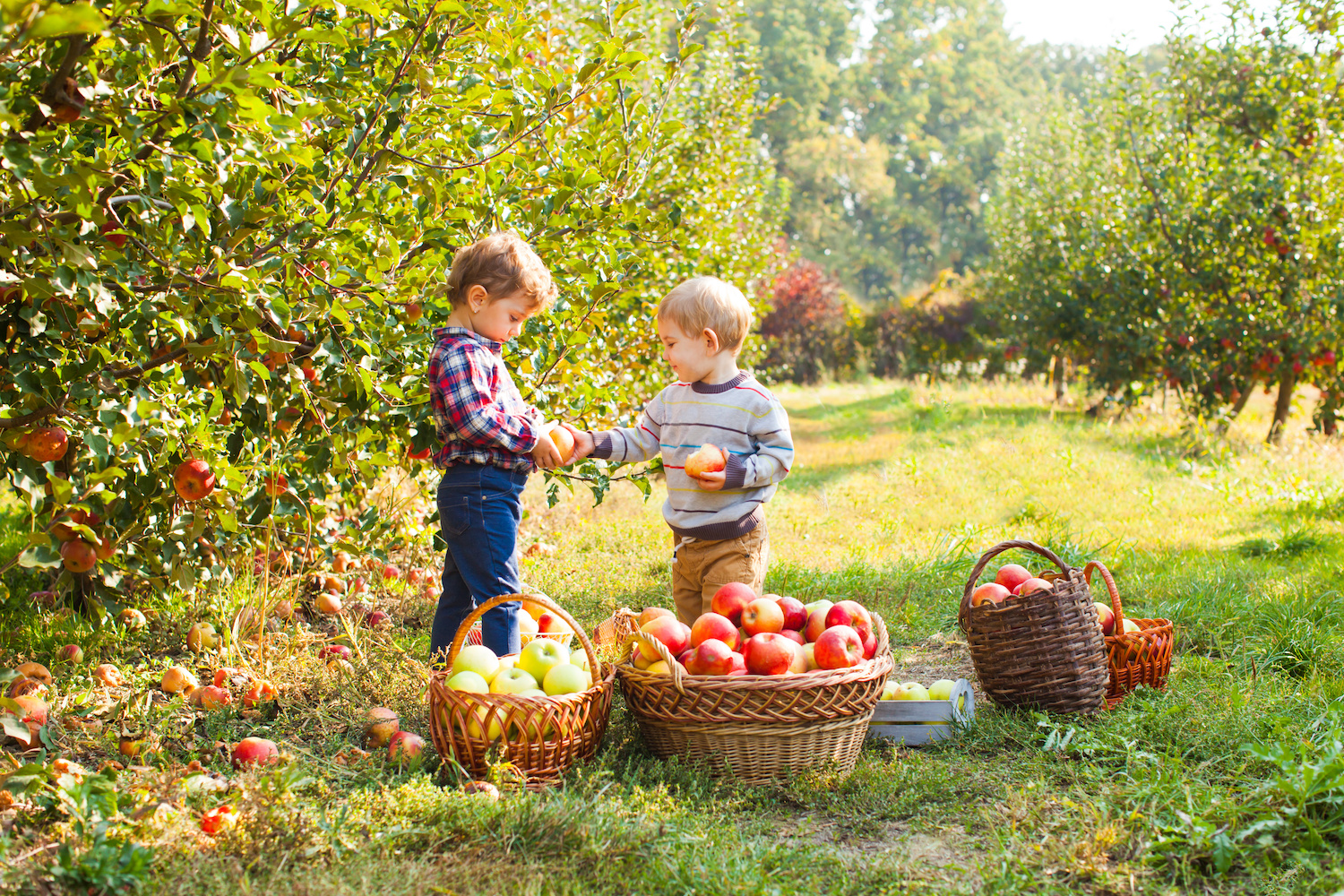 apple picking farms near New York City