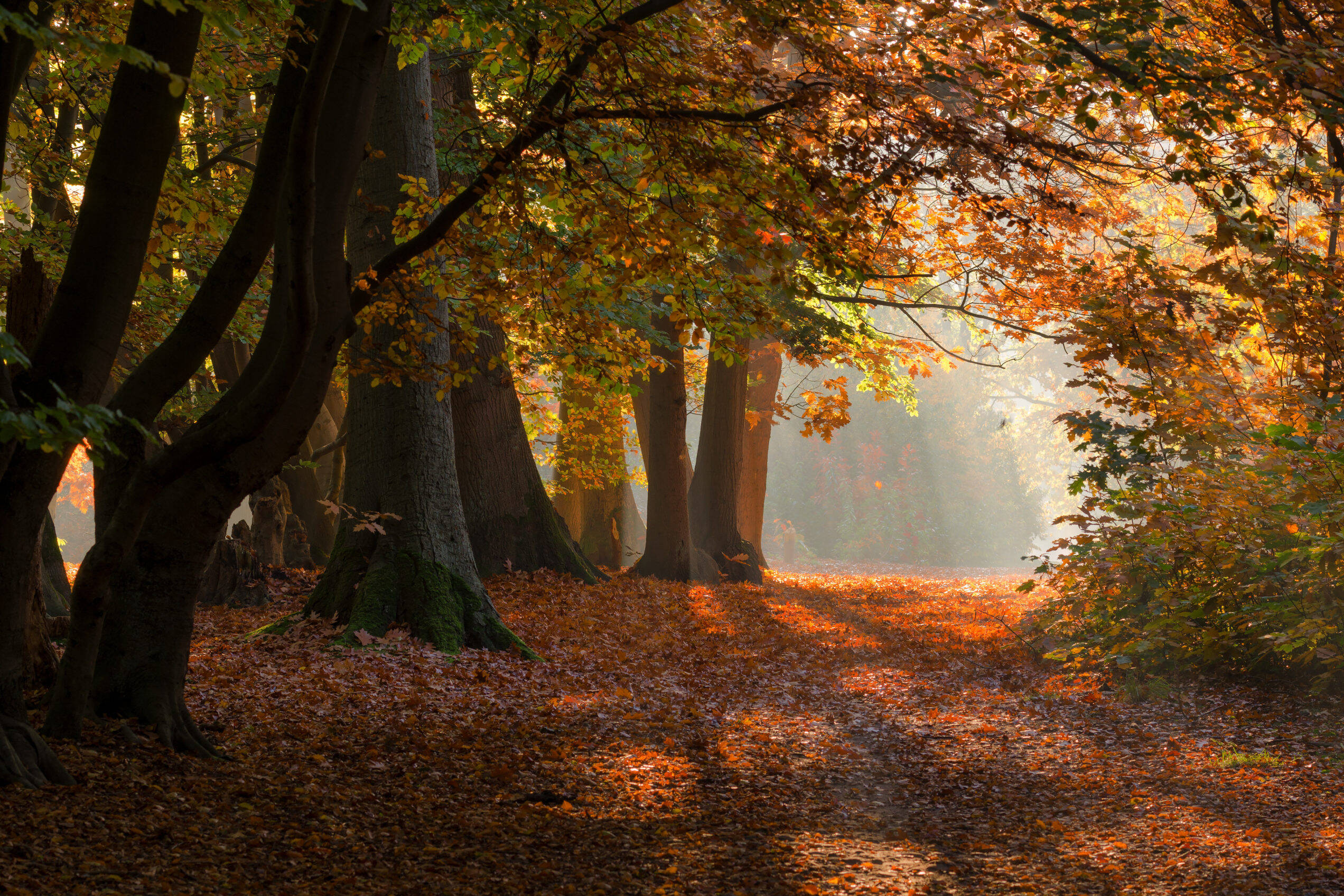 herfstwandelingen bos