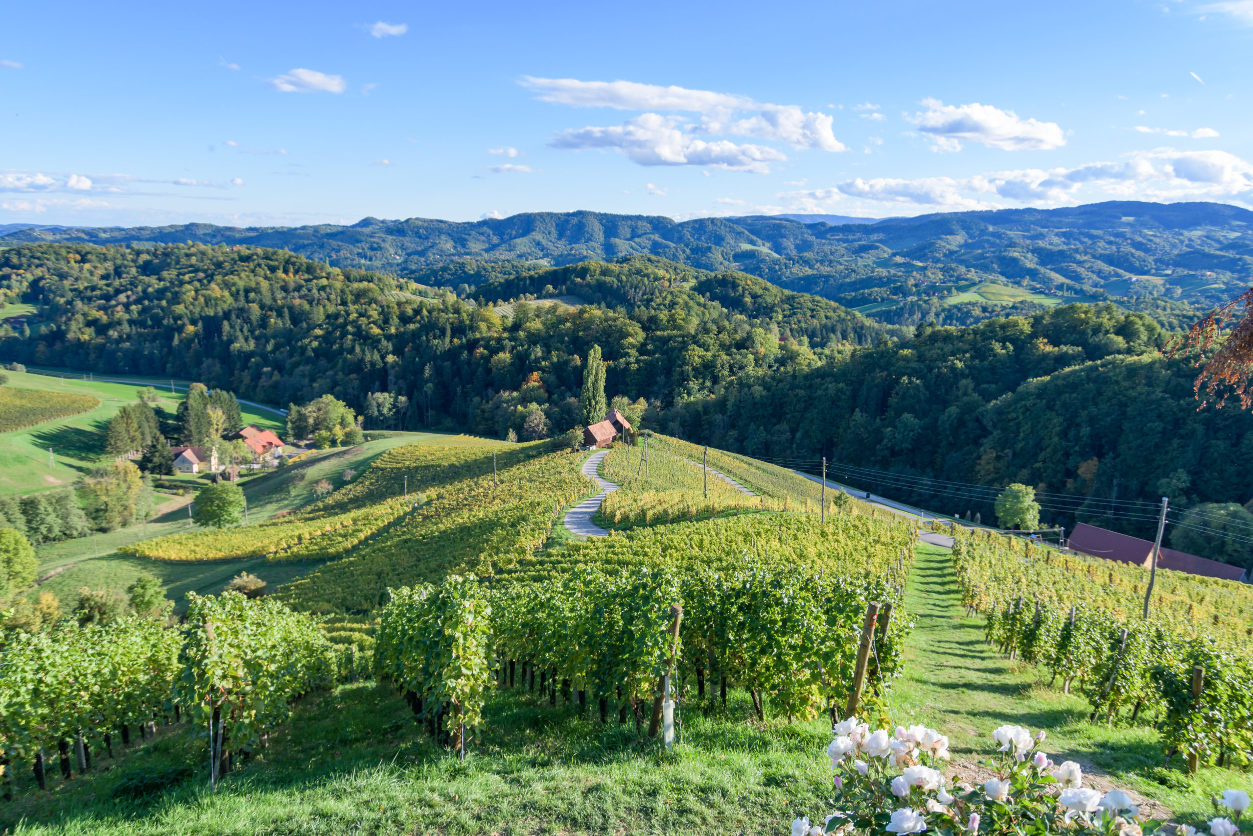 Slovenian Vineyard