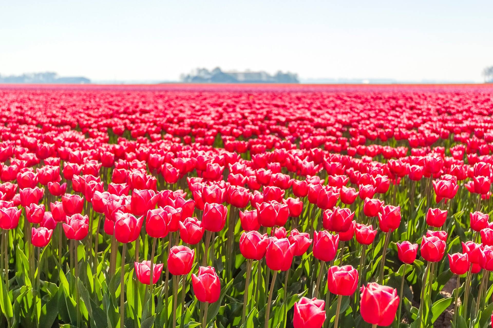 roze tulpen lente in Nederland