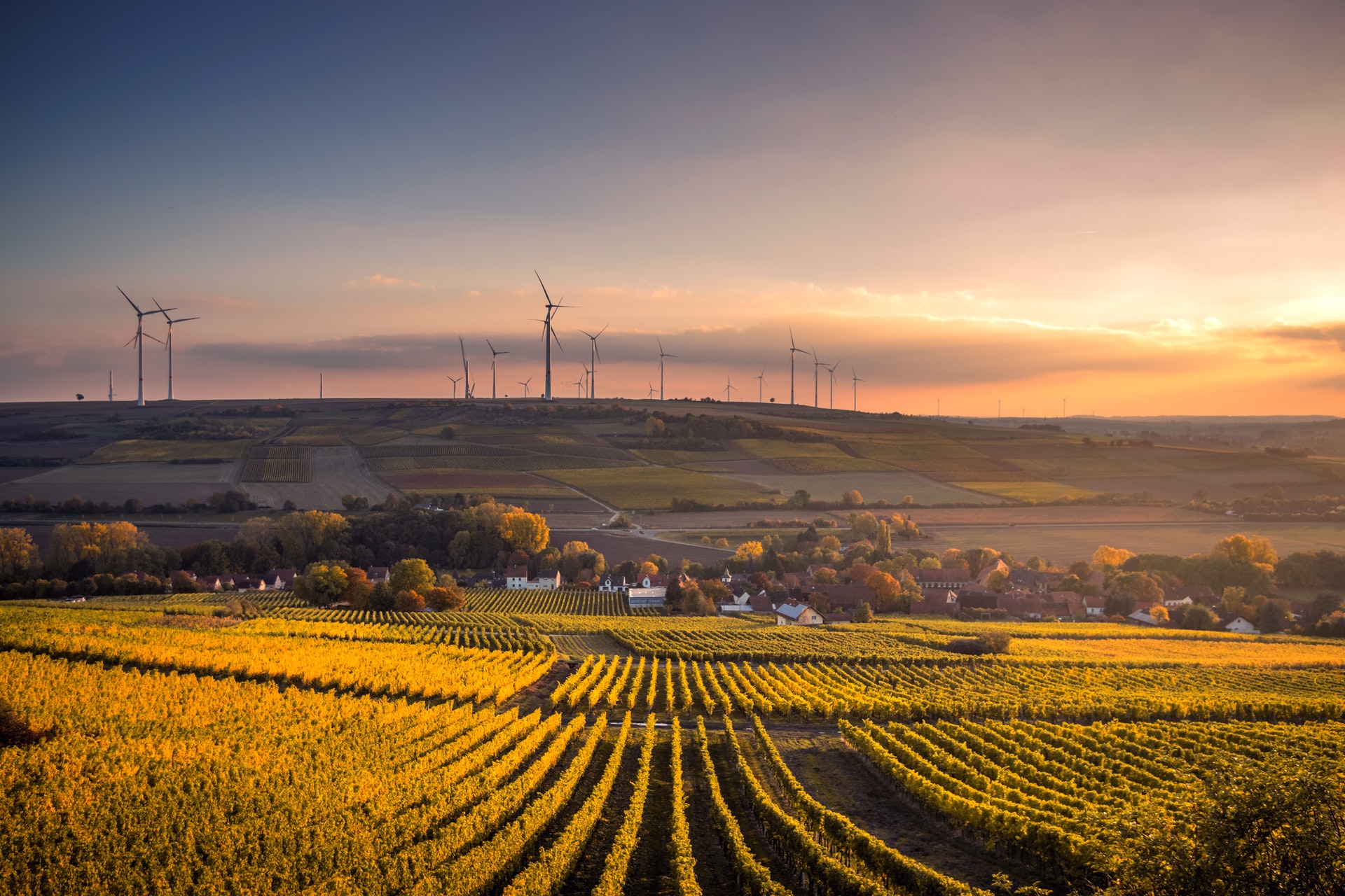 Wijngaard bij Mölsheim, Duitsland tijdens zonsondergang