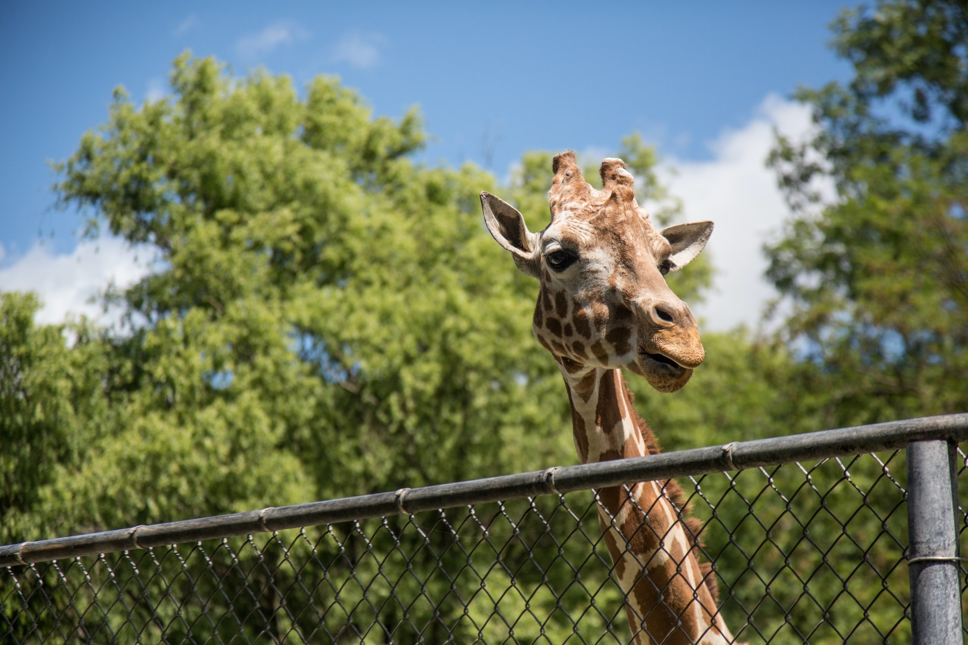giraffe bij een hek in een dierentuin