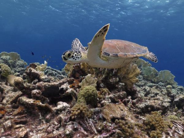 turtle snorkelling in bonaire