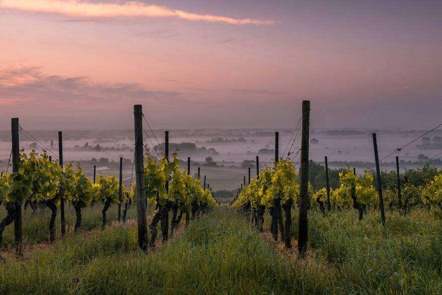 German vineyard at sunset