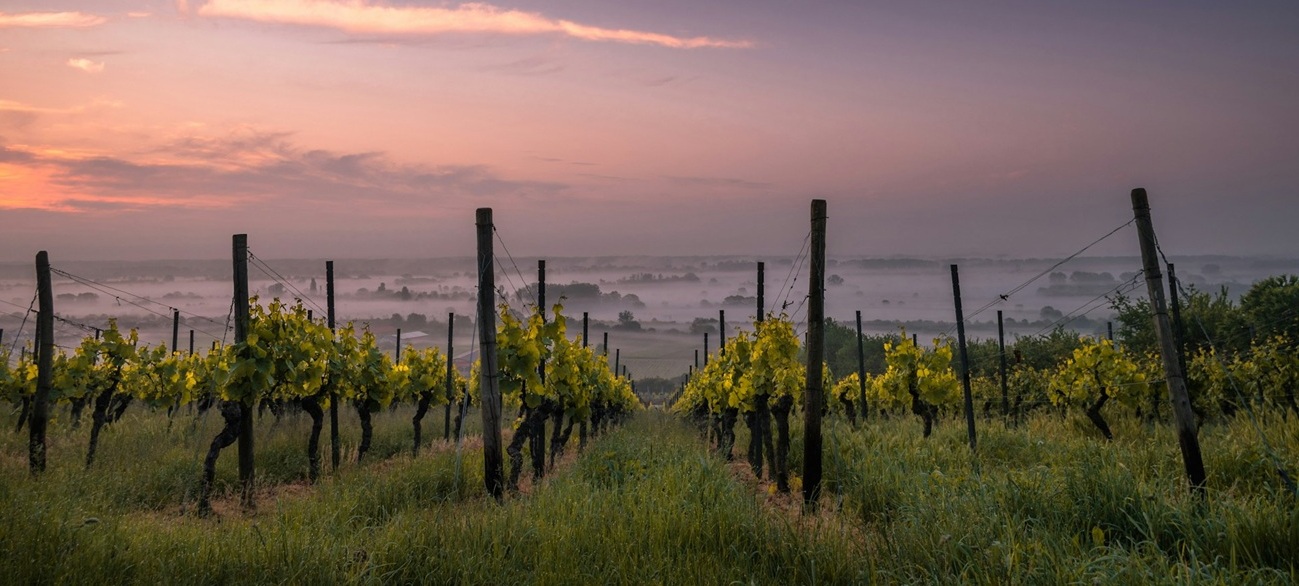 German vineyard at sunset